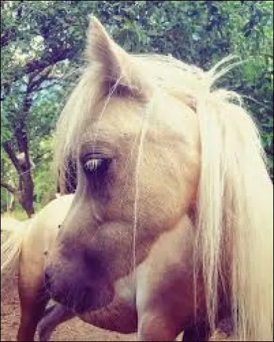 Comment se nomme le dernier mini poney qu'Equismall a eu ?