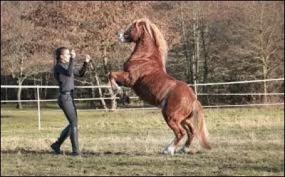 Comment s'appelle le poney dans " et Capucine" ?