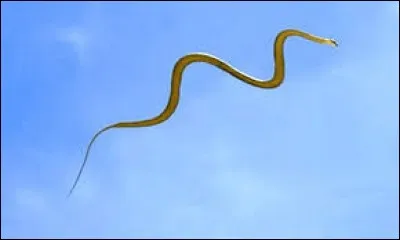 Comment un serpent peut-il voler ?