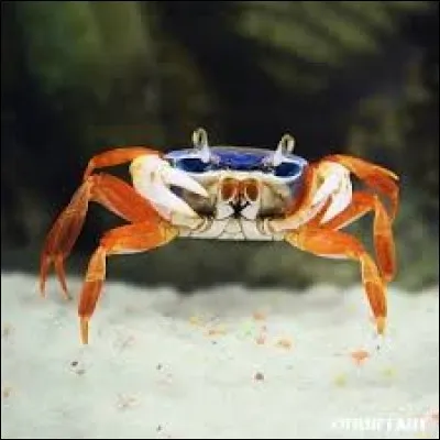 À quelle vitesse les crabes peuvent-ils se déplacer ?