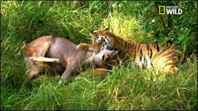 Le tigre peut attaquer un animal plus gros que lui comme un buffle :