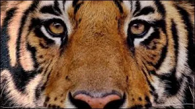 Quel est le vrai nom du tigre ?