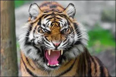 Le tigre a-t-il un plus long corps que le lion et la gazelle ?