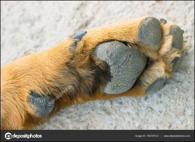 Combien de doigts a le chien ?