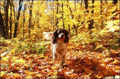 De quelles autres races le chien est-il une sous-espèce ?