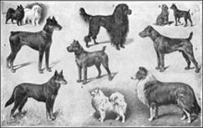 Quelles sont les races (ou morphologies) les plus connues du chien ?
