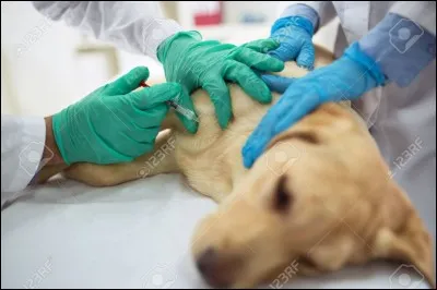 Quelle est la maladie la plus courante et la plus mortelle chez le chien ?