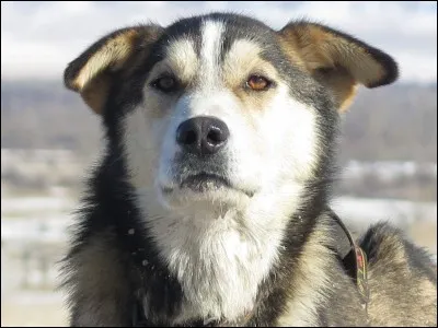 Combien y avait-il de chiens il y a 10 000 ans en France ?