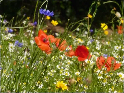 Quelles sont tes fleurs préférées ?