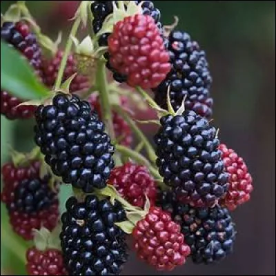 Quel poète latin expliqua la raison d'un changement de couleur des mûres, qui seraient devenues noires alors qu'elles étaient originellement blanches ?