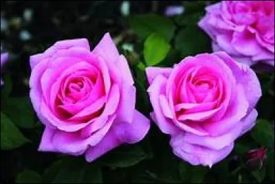 Quand fête-t-on les Rose ?