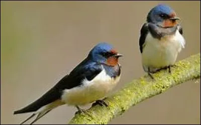 Où trouve-t-on la ligne des hirondelles ?