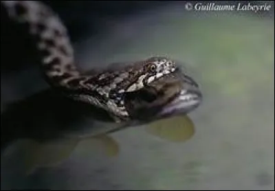 Dans lequel de ces pays ne trouverez-vous jamais de couleuvre vipérine ?