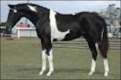 Comment se nomme la robe du cheval ci-dessous ?