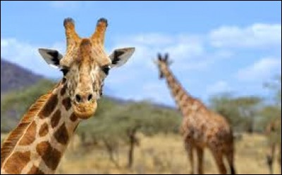 Combien mesure une girafe ?