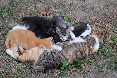 Dans une portée, combien de chatons peut avoir chaque père différent ?