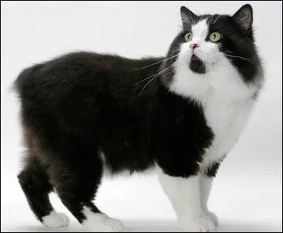 Le manx est un chat particulier. Pourquoi ?
