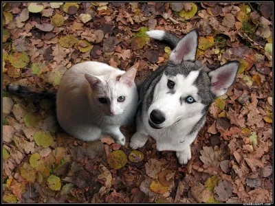 Quelle est la différence principale entre la mâchoire d'un chien et celle d'un chat ?