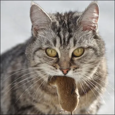 Si on ne donne pas de viande à un chat, que va-t-il se passer ?