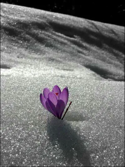 Quelle est cette fleur qui annonce la fin de l'hiver ?