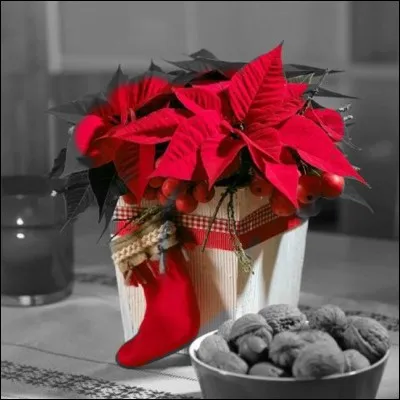 Et enfin quel est l'autre nom de la poinsettia dont les bouquets égayent l'hiver ?