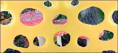 C'est une amanite tue-mouches !