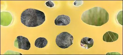 C'est un vieux sanglier !