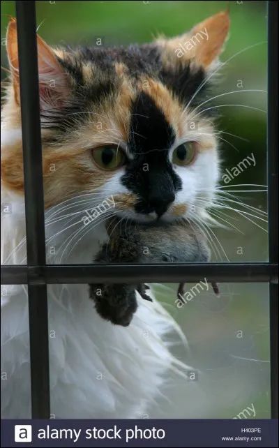 Comment appelle-t-on les animaux qui se font chasser par des prédateurs ?