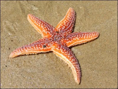 Quel phylum d'animaux comprend l'étoile de mer et l'oursin plat ?