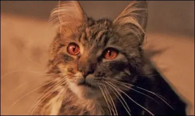 Dans "Harry Potter et la Chambre des secrets", qui prétend qu'il aurait pu sauver Miss Teigne s'il avait été présent lorsqu'elle a été pétrifiée ?