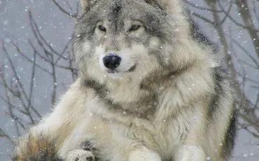 Quiz Loups