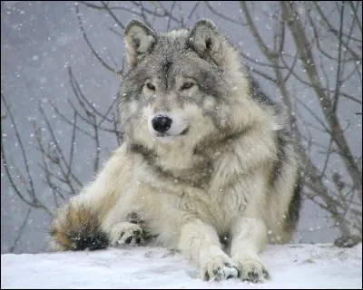 Combien de temps vit un loup ?