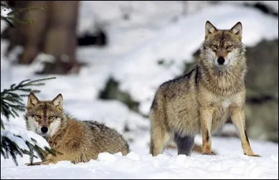 Comment appelle-t-on le couple dominant dans une meute de loups ?