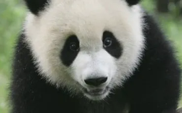 Quiz Panda