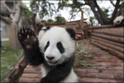 Combien de doigts a le panda?