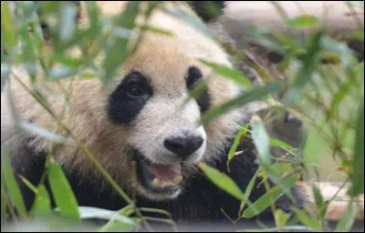 Combien de dents a-t-il ?