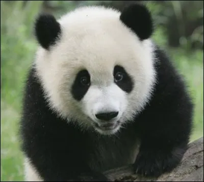 Combien de temps vit-il ?