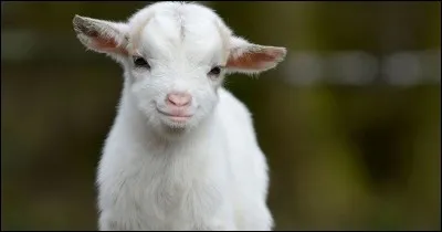 Combien d'années vit une chèvre ?