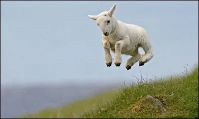 Dès la naissance, le chevreau doit absolument savoir ...