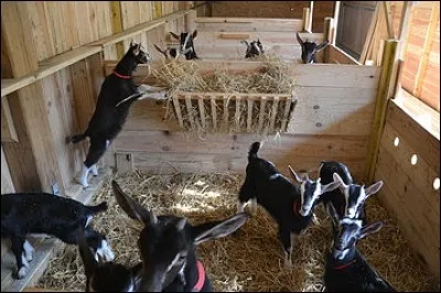 La Saanen est de couleur :