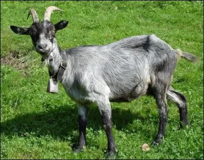 Une chèvre qui n'a mis bas qu'une fois est appelée ..