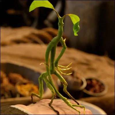 1re apparition : Le Prisonnier d'Azkaban 
Lieu d'origine : Les forêts scandinaves
Dangerosité : Inoffensif 
Caractéristiques : Petit, marron et longs doigts pointus, se nourrit de petits insectes, gardien de l'arbre dans lequel il vit. 
Vu : En cours de soin aux créatures magique de Wilhelmina Gobe-Planche. 
Qui est-ce ?