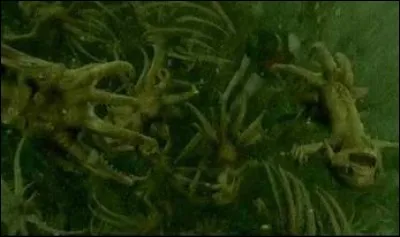 1re apparition : Le Prisonnier d'Azkaban 
Lieu d'origine : Les lacs 
Dangerosité : Inoffensif, possible de domestication 
Caractéristiques : couleur vert pâle / corne et longs doigts fins / Il étrangle ses proies. 
Vu : Dans le lac pendant le Tournoi des 3 sorciers 
Qui est-ce ?