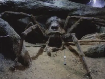 1re apparition : La Chambre des secrets 
Lieu d'origine : La jungle de Bornéo
Dangerosité : Très dangereux 
Caractéristiques : Gigantesque, poilue, intelligente, vit en groupe, dotée de parole et craint le basilic. 
Représentant : Aragog 
Qui est-ce ?
