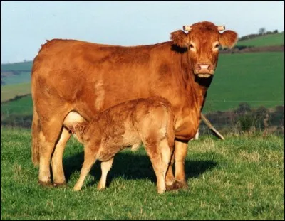 Comment se nomme le bébé d'une vache ?