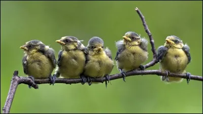Le bébé de l'oiseau se nomme :