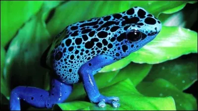 Le bébé de la grenouille se nomme :