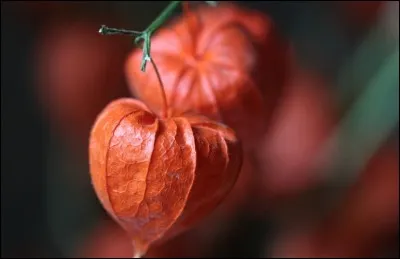 Il qualifie un animal domestique retourné à l'état sauvage.