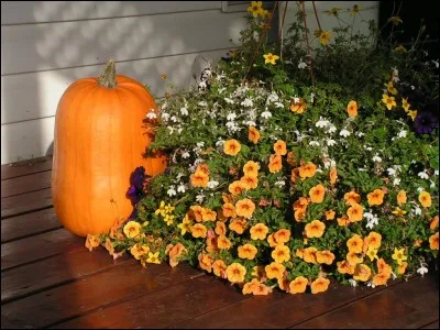 Revêtement très mince, synonyme de film de peinture ou de vernis.