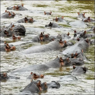 Stanley fut le premier européen à naviguer le long de ce fleuve. Il est le second plus long d'Afrique après le Nil et est devenu maintenant, une importante voie de circulation économique. Une grande partie du commerce de l'Afrique centrale passe le long de ce fleuve.
Quel est le nom de ce fleuve dont le bassin est la seconde forêt tropicale du monde ?